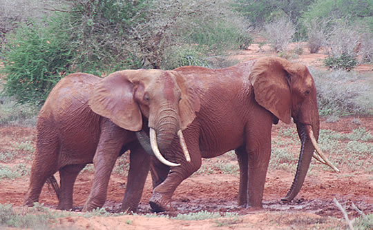 Elephants taking a mud bath - Tsavo East National Park